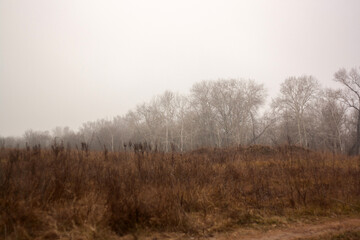 misty morning in the forest