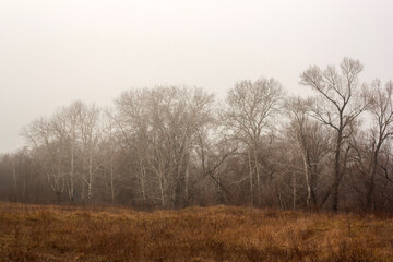 misty morning in the forest