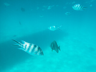 Obeserving Some Fish While Snorkeling