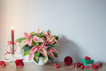 pink poinsettia with christmas red  decor on wooden shelf on background gray wall