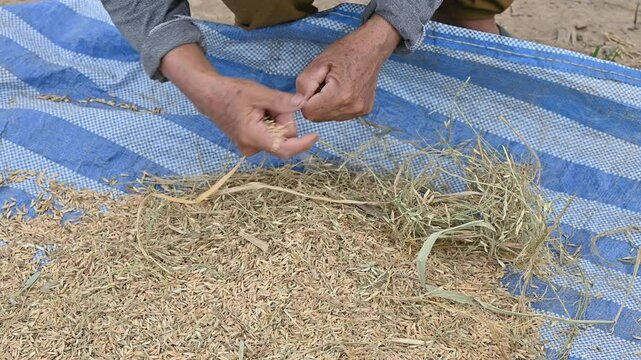 Thai farmer use bare hands for threshing rice paddy after harvest. Threshing is the process of separating the grain from the straw.