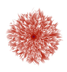 A beautiful light red dahlia flower