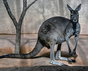 Eastern grey kangaroo or giant kangaroo on the ground. Latin name - Macropus giganteus © Mikhail Blajenov
