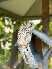 A close-up view of a hawk perched on a branch with a blurred background of greenery