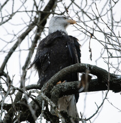 Bald Eagle 