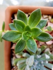 green Echeveria succulent plant