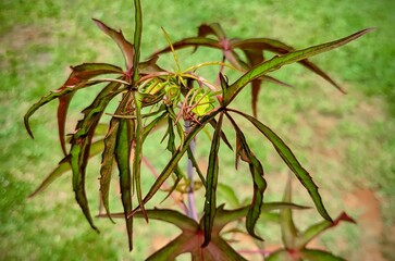 leaves of a Hibiscus Coccineus plant