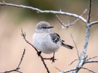 Cute Northern Mockingbird on tree in the winter 