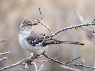Northern Mockingbird Perched on a Frosty Branch in a Natural Setting