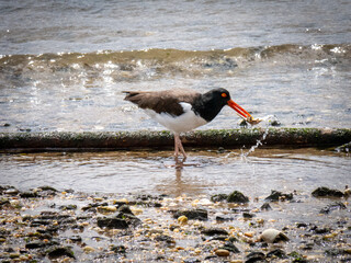 American oystercatcher catching razor clam