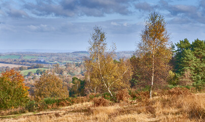 Autumnal view of Ashdoown Forest East Sussex