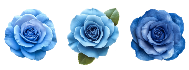 Beautiful blue rose on transparent  background