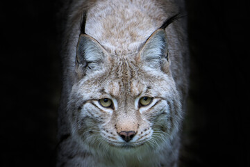 Obraz premium portrait of a bobcat