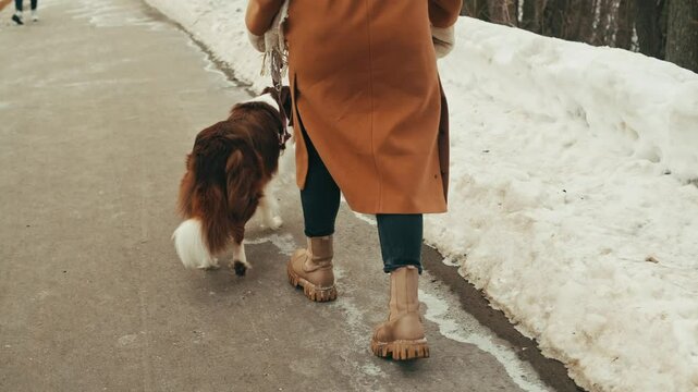 Young woman owner walking with her border collie dog with leash in winter park. Dog pet making a command, training new commands with owner. Portrait of a The Border Collie a British breed of herding