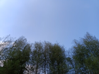 Obraz premium A tall bamboo forest stretches upwards towards a clear blue sky. 