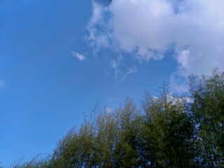 A clear blue sky with fluffy white clouds can be seen above a tall bamboo forest.