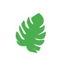 green monstera leaf vector
