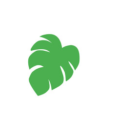green monstera leaf vector