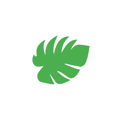 green monstera leaf vector