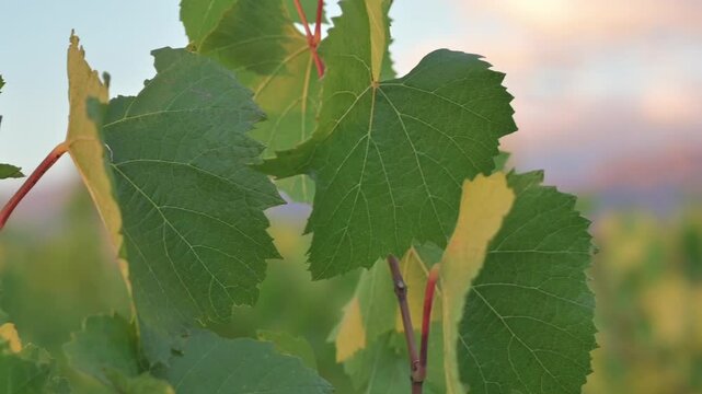 Hojas de vid en vi&ntilde;edo verde