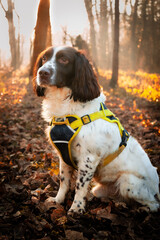 english springer spaniel