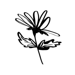 Simple sketch of a flower. Drawn with a black brush on a white background. Doodle abstract flower, aster, chrysanthemum. Design element for greeting card, wedding invitation