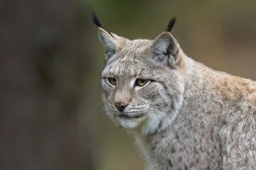 close up of a lynx