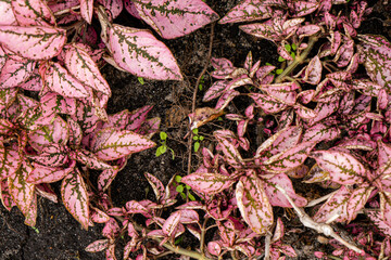 pink plants in the garden