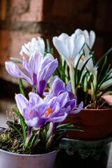 crocus flowers in the pot
