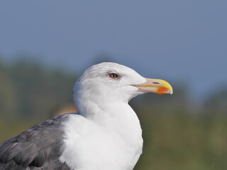 Portrait einer Mantelmöwe Larus marinus von der Seite mit grauen Augen und gelben Schnabel