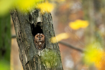 tawny owl, brown owl, owl