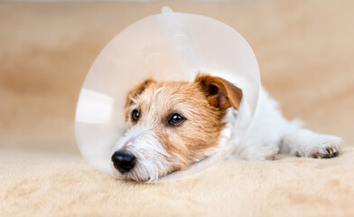 Face of a healthy cute recovering dog with funnel collar. Protection after castration surgery.