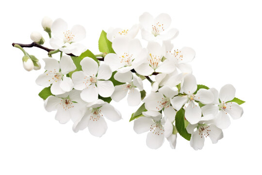 Fototapeta white flowers on transparent background