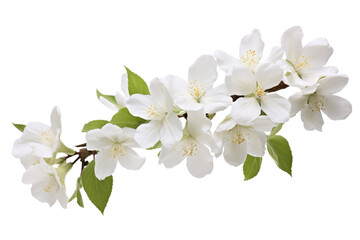 white flowers on transparent background