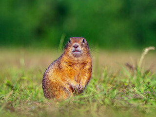 Prairie dog looking at a camera on a grassy field. Close-up