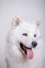 samoyed