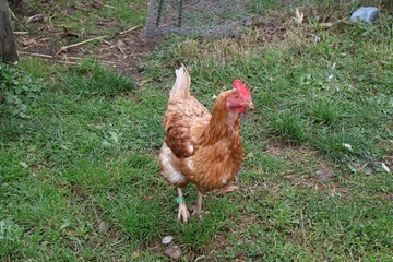 POULE MARRON