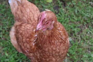 POULE MARRON EN PLAN RAPPROCHE