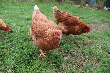 POULE MARRON EN PLAN RAPPROCHE