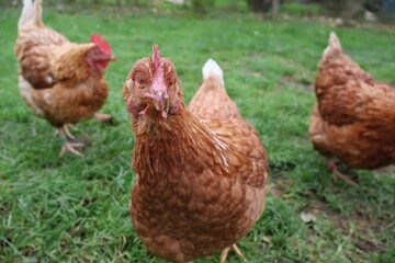 POULE MARRON EN PLAN RAPPROCHE