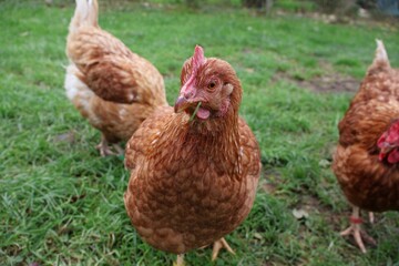 POULE MARRON EN PLAN RAPPROCHE