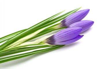Fototapeta premium A collection of purple flowers arranged on a white surface, suitable for decorative purposes or as a prop in a photography setting