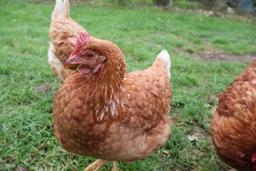 POULE MARRON EN PLAN RAPPROCHE