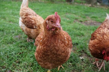 POULE MARRON EN PLAN RAPPROCHE