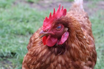 POULE MARRON EN PLAN RAPPROCHE