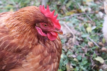 POULE MARRON EN PLAN RAPPROCHE