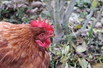 POULE MARRON EN PLAN RAPPROCHE