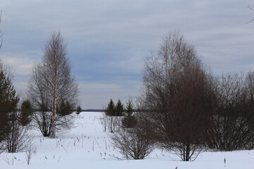 snow covered trees