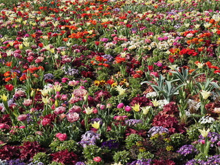 Wunderschönes Blumenbeet