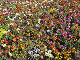 Wunderschönes Blumenbeet